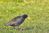 Sturnus vulgaris